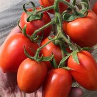 50 Samen ROMA Tomate Italienische Sorte
