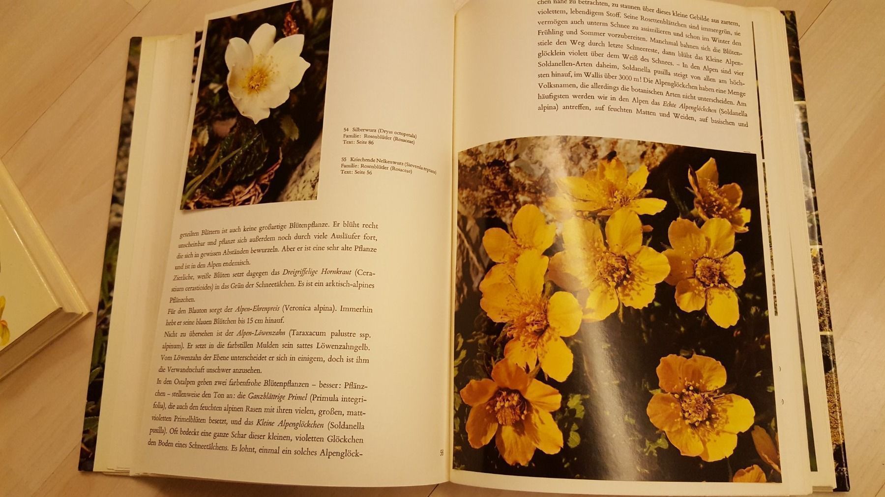 Libri: Alpenblumen Buch – Usato da Schönengrund venduto da Liane63 6