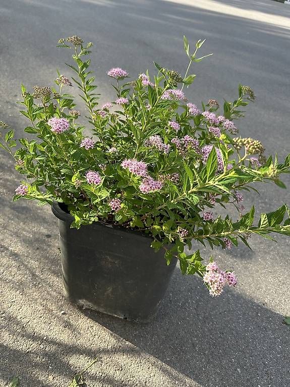 Plantes & graines: Japanischer Spierstrauch  – D'occasion à Frauenfeld par Irene.Schuppli