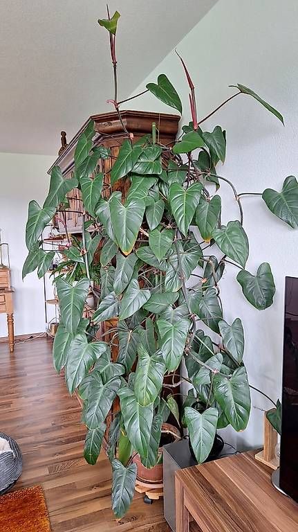 Piante & sementi: Philodendron grimpant – Usato da Constantine venduto da Binggo3 1