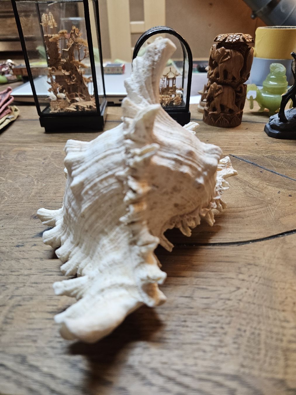 Fossilien: 1 grosse Muschel (Q) – Gebraucht aus Rorschach von TimelessTrading 3