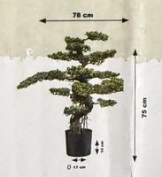 Prächtiger Bonsai-Baum, 75cm hoch, 78cm breit, TOP Zustand!
