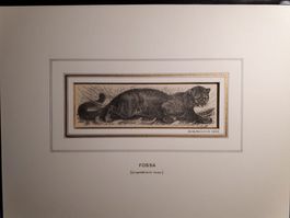 Fossa