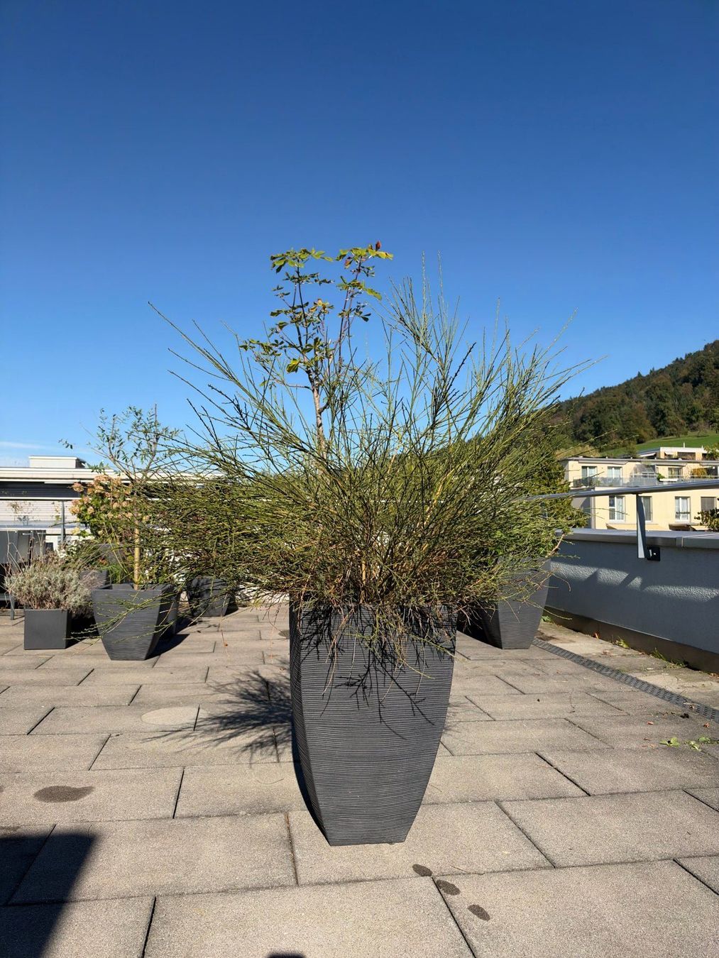Vasi per fiori: Besenginster – Usato da Root venduto da calmchris 1