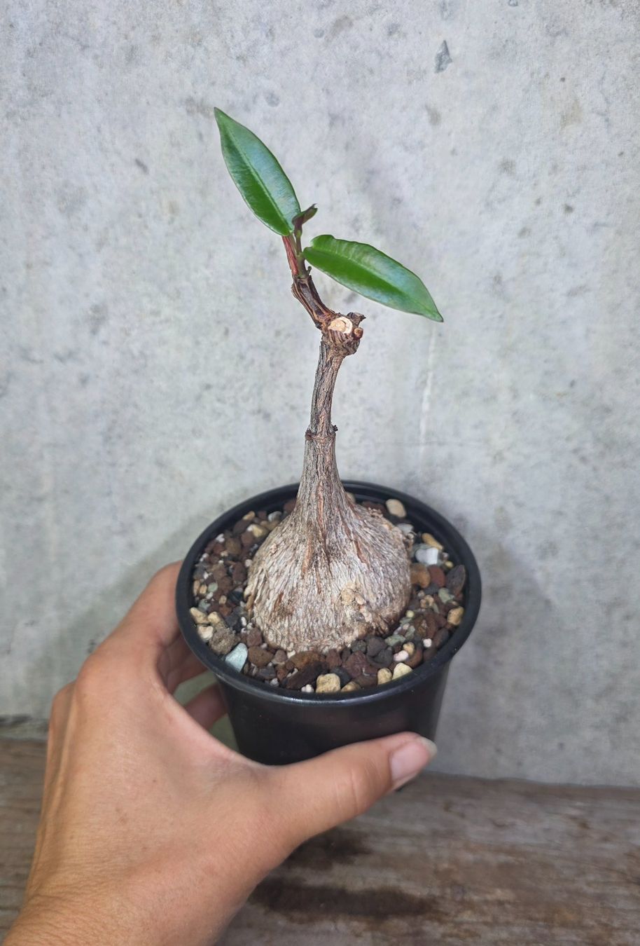 Pflanzen & Samen: Petopentia natalensis – Neu (gemäss Beschreibung) aus St.Erhard von Plumilandschweiz 3