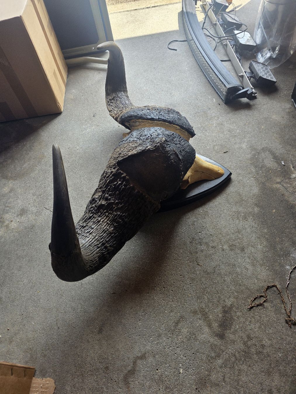 Altre raccolte & rarità: Wasserbüffel Schädel – Usato da Hasle LU venduto da Auctions_Hunters 2