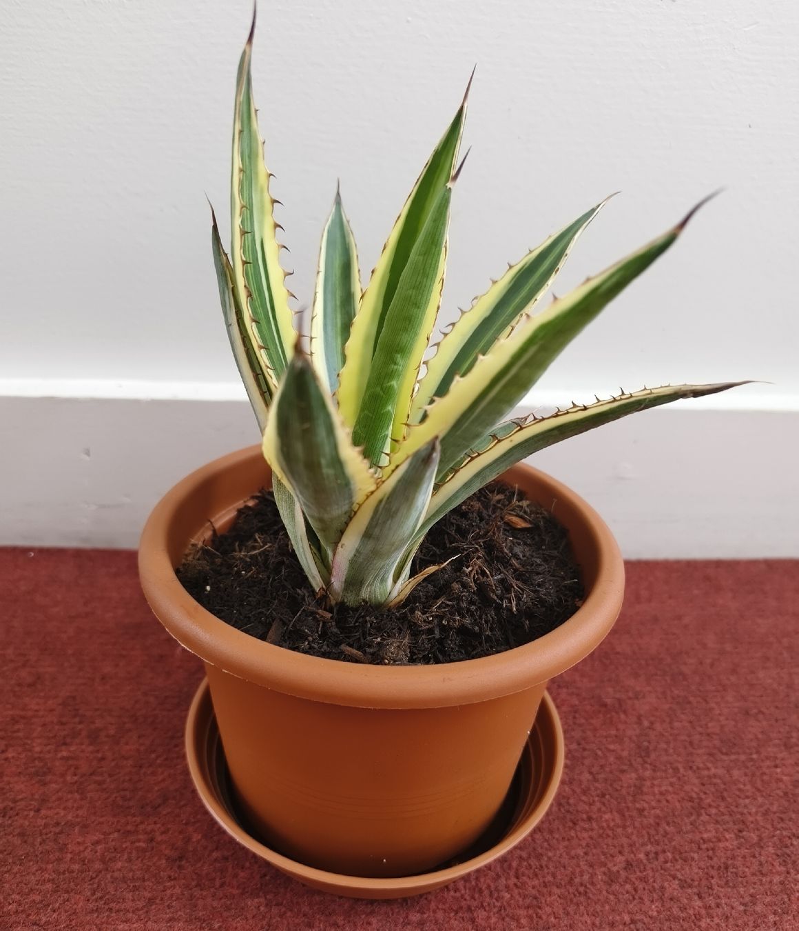 Piante & sementi: Junge Agave in Topf, 14cm Durchmesser – Usato da Konolfingen venduto da S1000RR-Karin 3