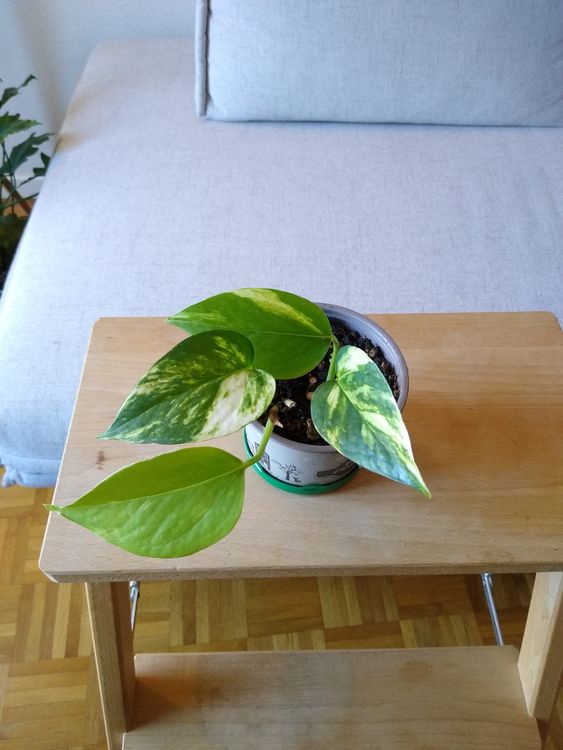 Epipremnum aureum Pothos Scindapsus doré plante pflanze Kaufen auf Ricardo