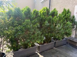 9 Thuja (Lebensbaum) Pflanzen