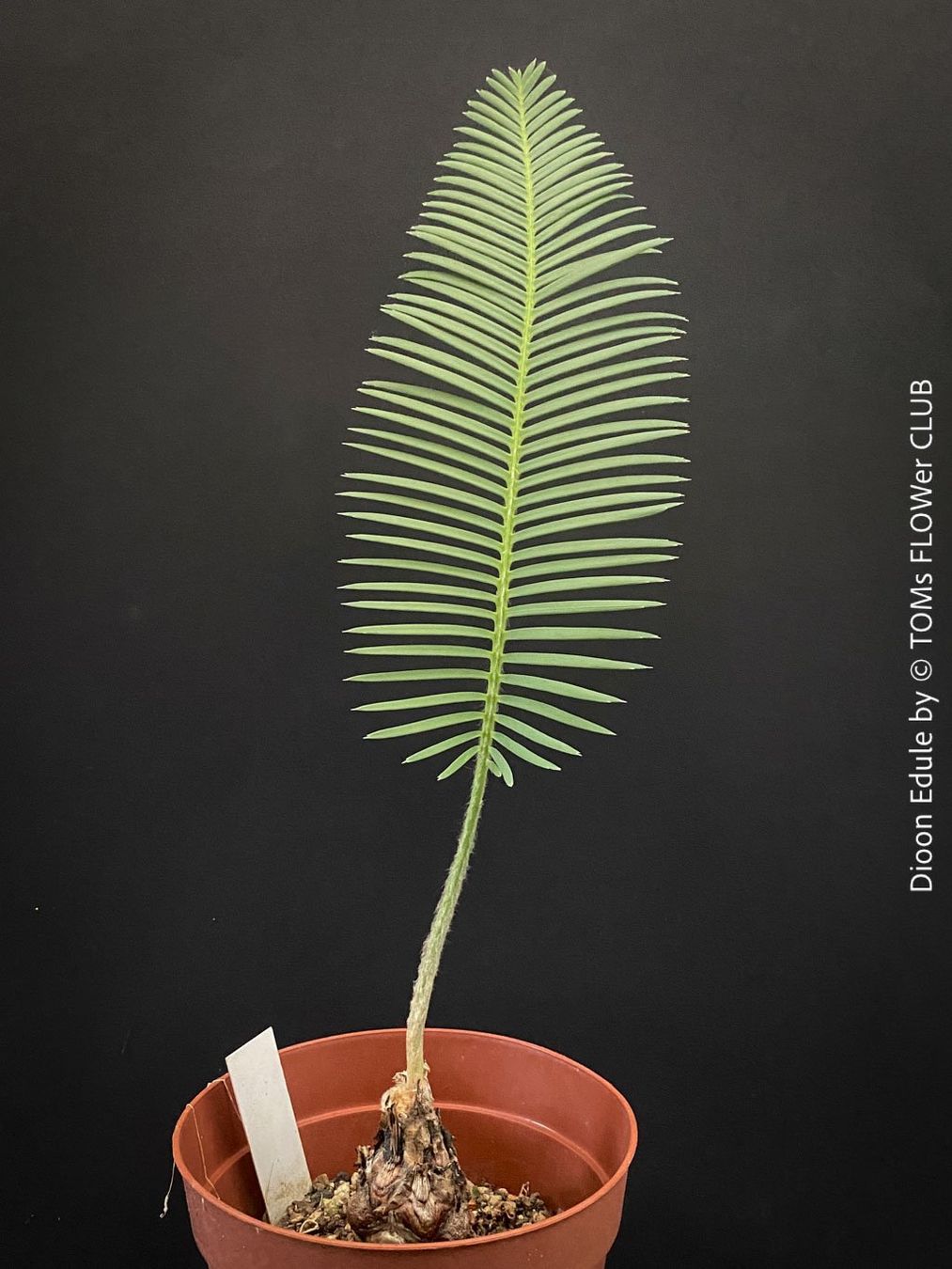 Piante & sementi: Dioon Edule - mexikanischer Doppelpalmfarn - Einzelstücke – Nuovo e nell'imballaggio originale da Adliswil venduto da MarkyForest