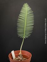 Dioon Edule - mexikanischer Doppelpalmfarn - Einzelstücke