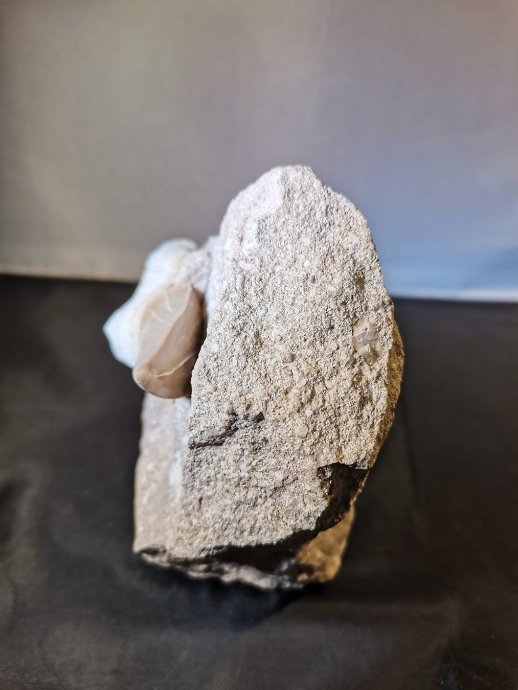 Fossilien: Haifischzahn in originaler Matrix – Neu (gemäss Beschreibung) aus Suhr von Brocki-Suhr 2