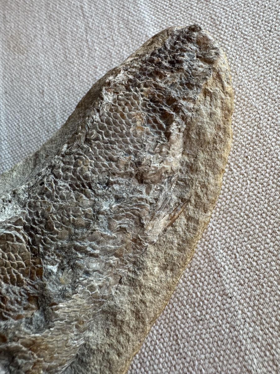 Fossilien: 🔥Fossil fish specimen approximately 16 cm long – Gebraucht aus Morges von SevArt 4