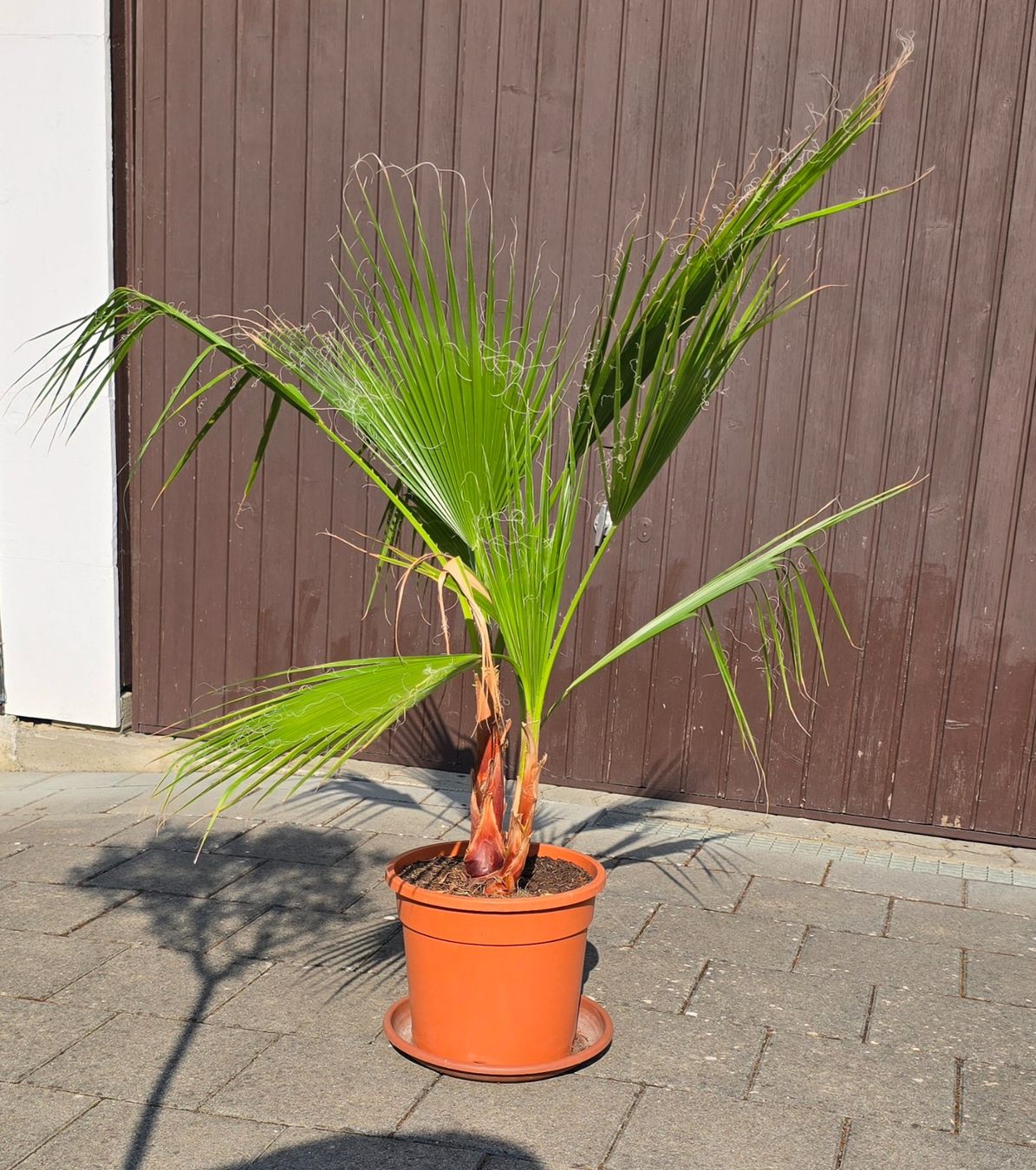 Plantes & graines: Tolle Washington Palme – D'occasion à Aarburg par popkorn65 1