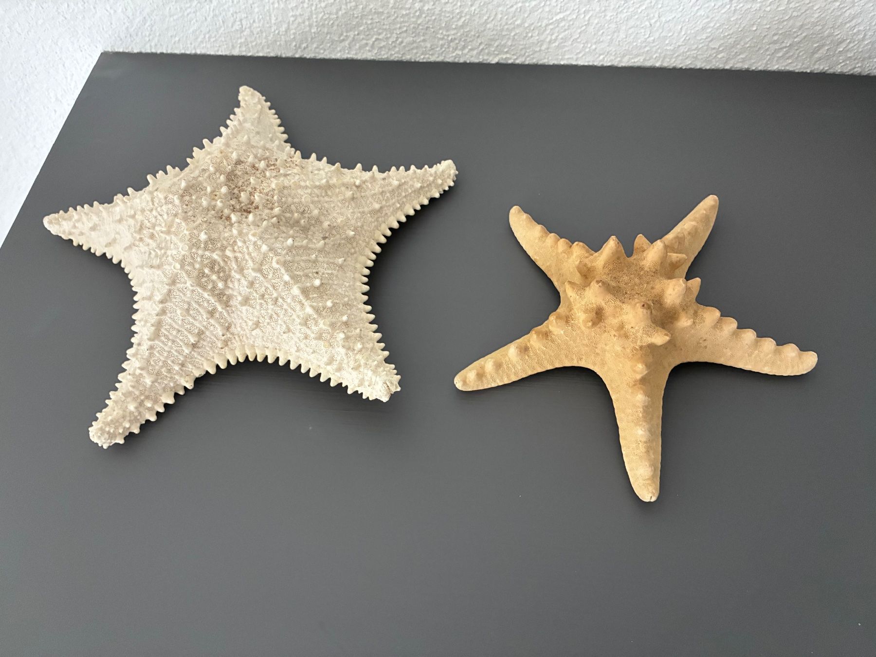 Fossili: Seesterne 2er Set – Usato da Frick venduto da sandra037 9