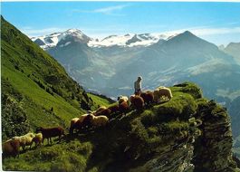 GSTAAD Blick vom Wasserngrat - Hirte mi Schafen
