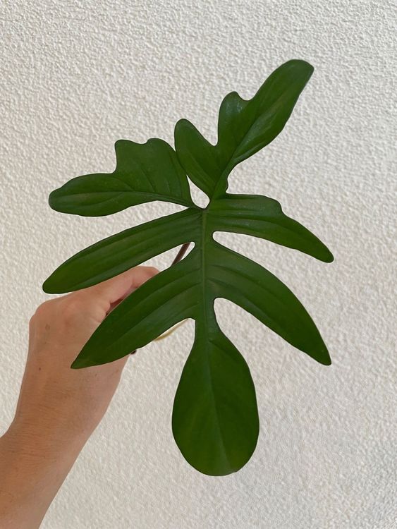 Philodendron pedatum Ableger Kaufen auf Ricardo