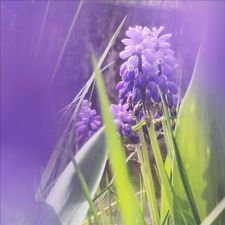 Profile image of Jasmin_Zac