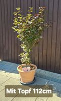 Japanischer Ahorn  palmatum, skeeters Broom