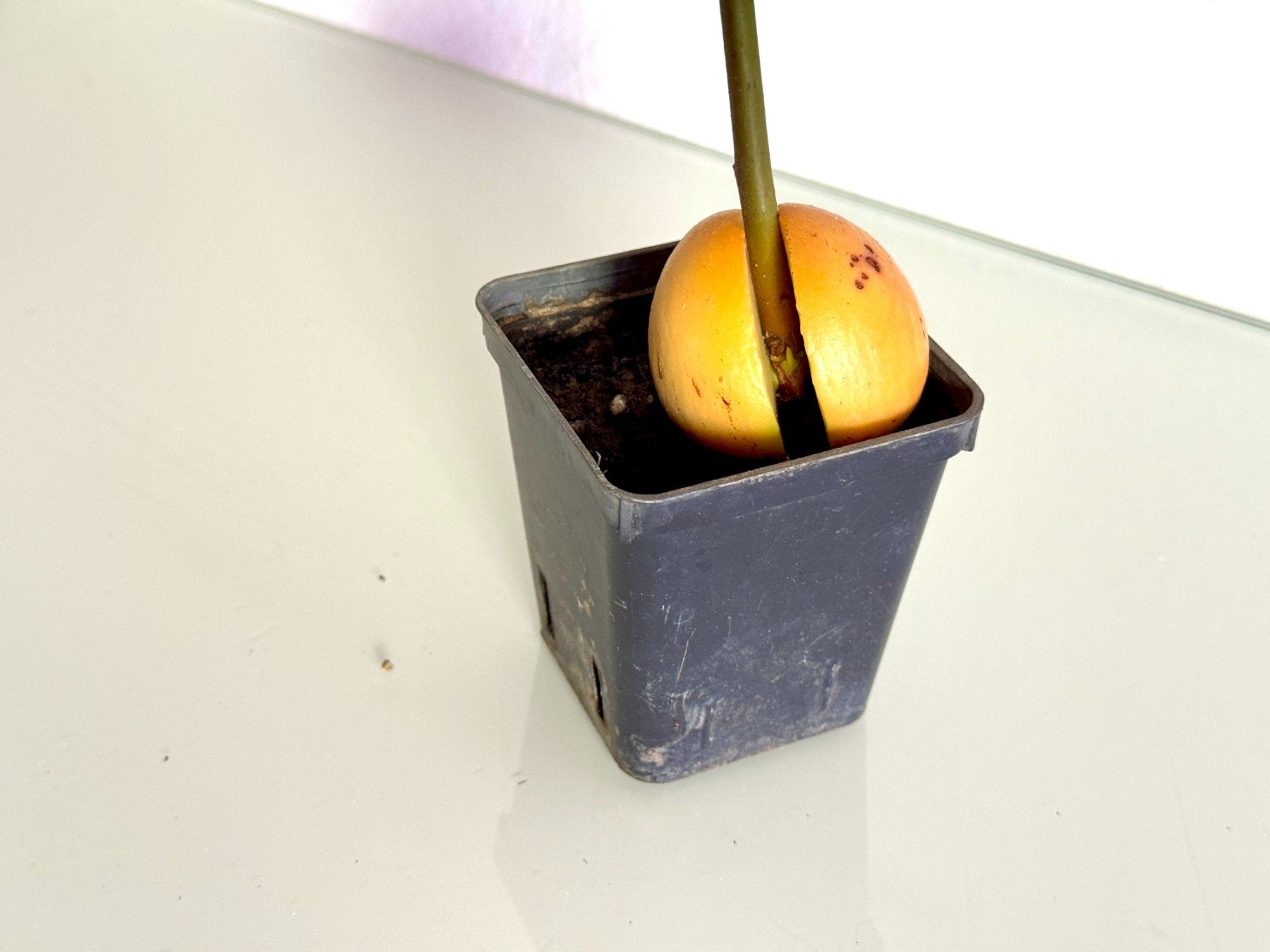 Piante & sementi: Avocado Baum (jungpflanze) – Usato da Schlieren venduto da Edgar_k 3