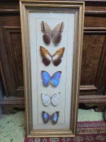Schmetterlingspräparate 5er Set Goldrahmen