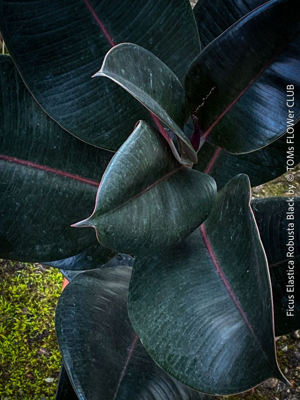 Piante & sementi: Ficus Elastica Robusta Black - "Gothic" schwarzer Gummibaum – Nuovo e nell'imballaggio originale da Adliswil venduto da astom369 2