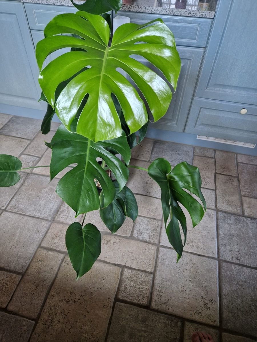 Pflanzen & Samen: Monstera Deliciosa 🪴 – Gebraucht aus Menziken von Ines.Coelho 1