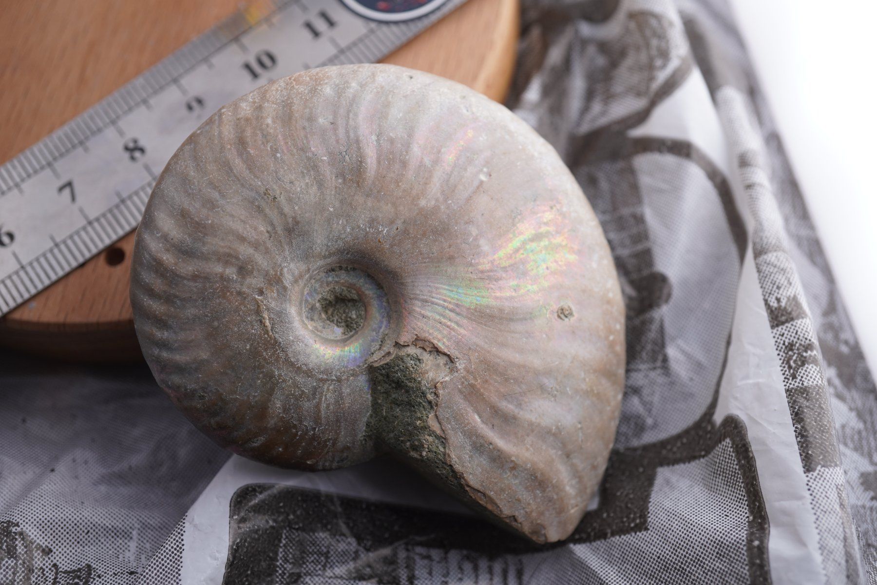 Minéraux & Lithothérapie: Ammonit  Opalisiert   Wunderschön  ca  70mm – Neuf avec emballage d'origine à Eschenbach SG par topstone 1