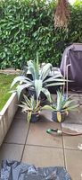 A vendre plantes méditerranée 