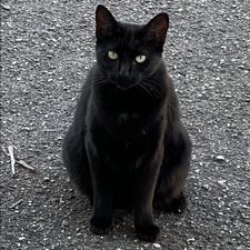 Profile image of Shaiby