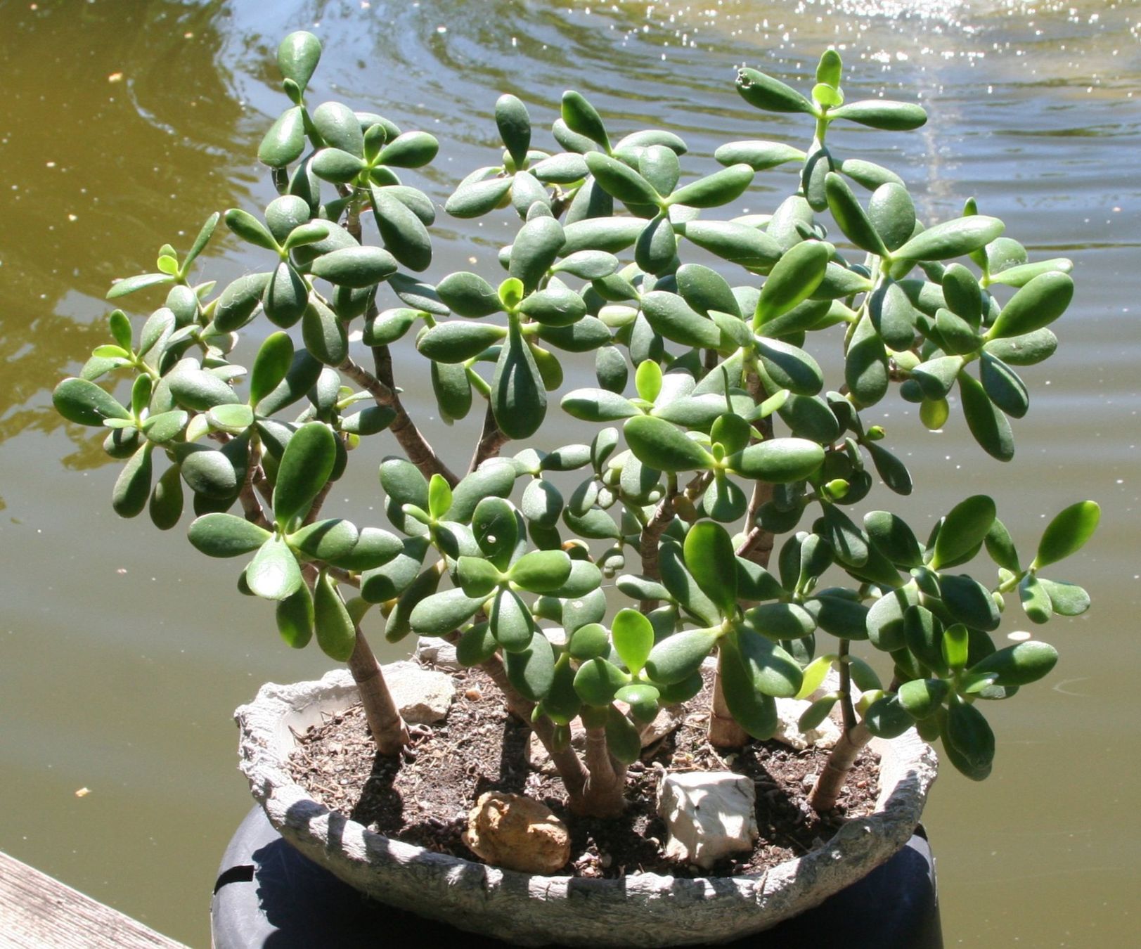 Plantes & graines: Geldbaum-Wald – D'occasion à Gretzenbach par Sikim 3