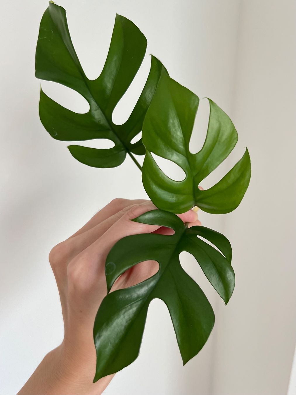 Pflanzen & Samen: Monstera minima Kopfsteckling😍 – Gebraucht aus Glattpark(Opfikon) von ste_n99y 4