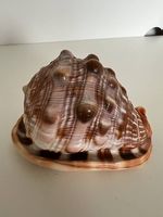 Natürlich stachelige Muschelschale
