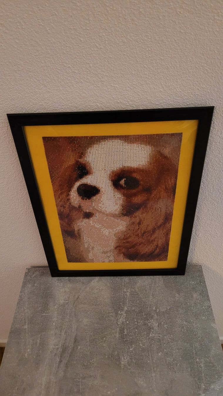 Foto & Immagini: Bild Diamant-Malerei "Pekingese/Hund" – Nuovo (secondo la descrizione) da Bremgarten AG venduto da Sportivo2007