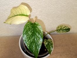 Monstera Deliciosa Mint