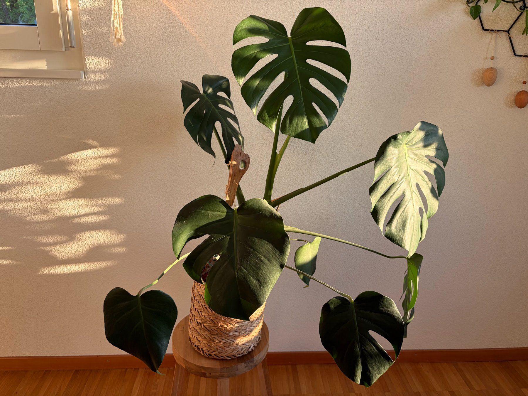 Pflanzen & Samen: Monstera Deliciosa – Gebraucht aus Baar von annasorbian 3