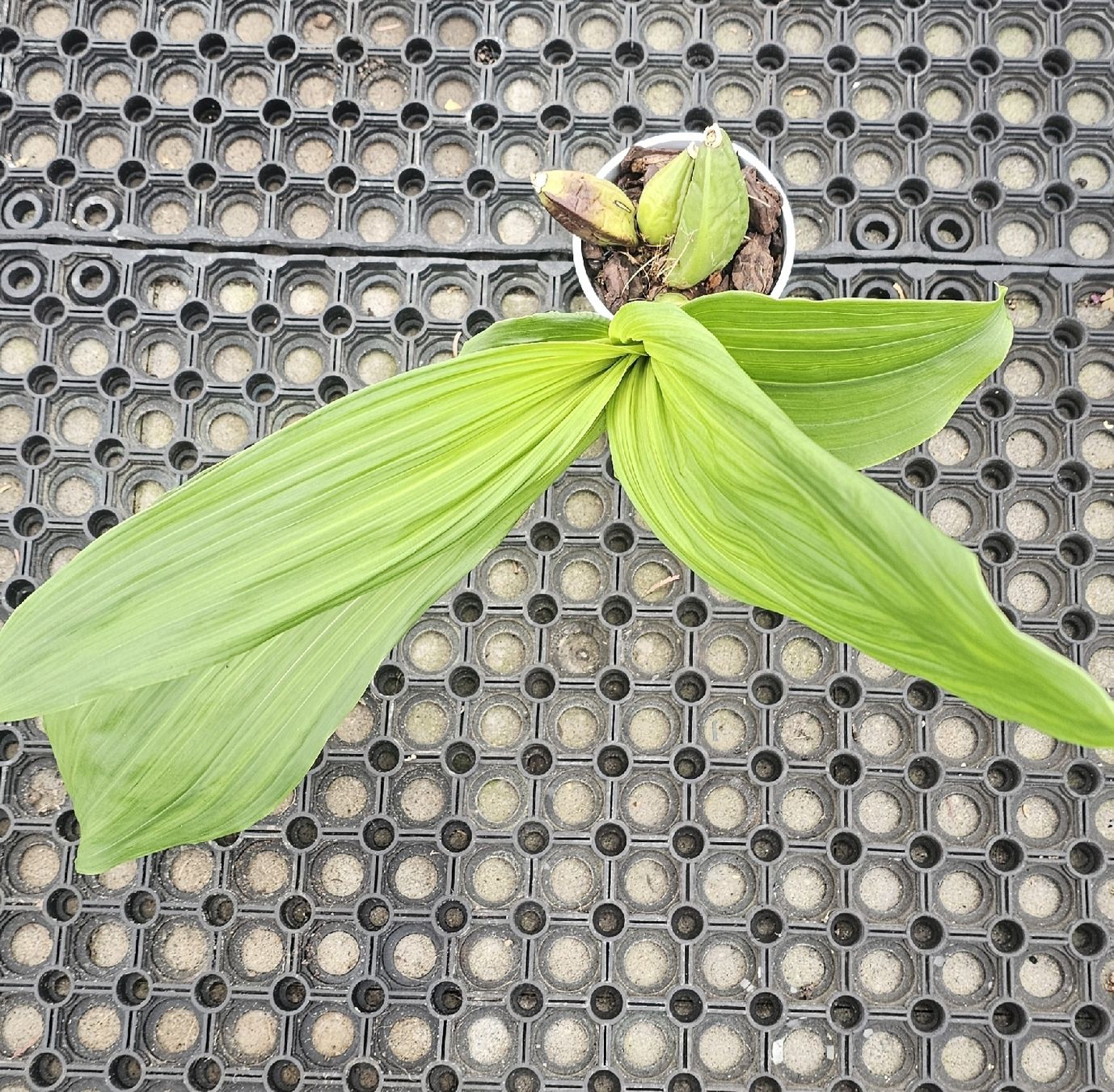 Pflanzen & Samen: Orchidee Lycaste Hybride – Gebraucht aus Jona von Smurnaya 2