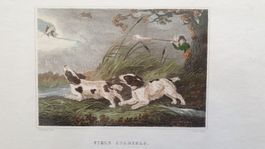 Jagd. Hunde. Stahlstich. Koloriert. 1846.