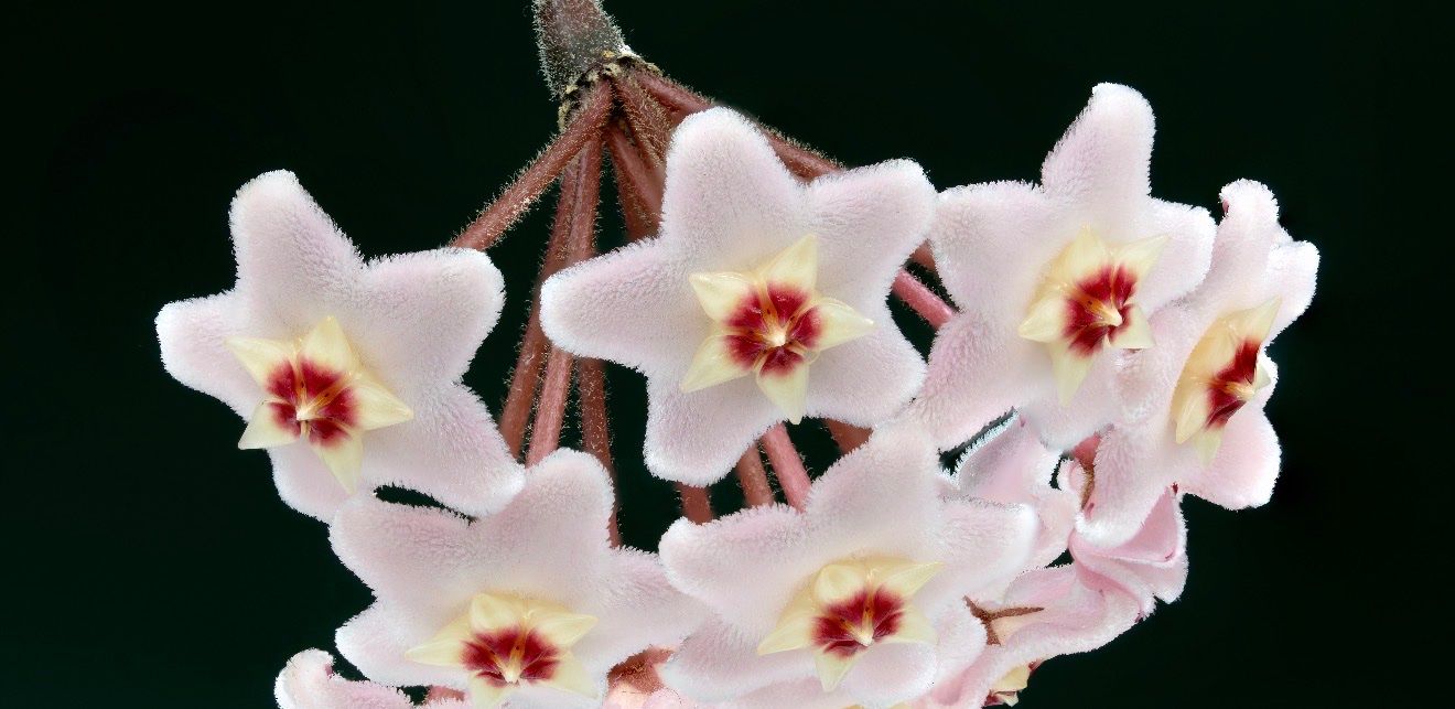 Plantes & graines: VENDU ! Hoya Carnosa 1 pied #4 – D'occasion à Spiez par Lunelu