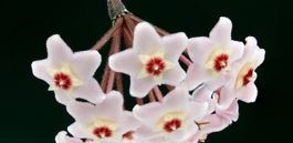 VENDU ! Hoya Carnosa 1 pied #4