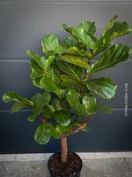Ficus Lyrata - Geigenfeige- 120x80cm