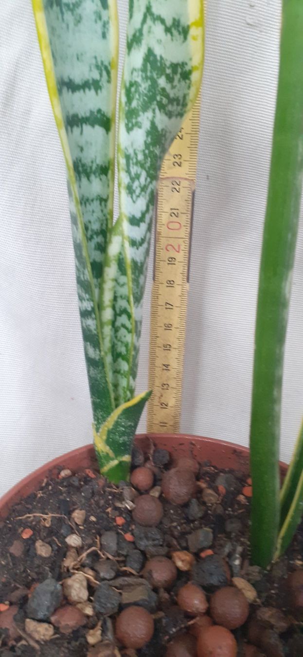 Pflanzen & Samen: Bogenhanf Sansevieria Ableger ca. 1 Jahr alt, ca. 62cm hoch – Neu (gemäss Beschreibung) aus Kilchberg ZH von hobbysale01 4
