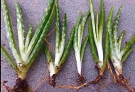5 Stk X 10 cm ALOE VERA CHINENSIS