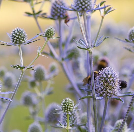 Piante & sementi: 100 Samen Blaukappe Eryngium Planum – Nuovo (secondo la descrizione) da Ehrendingen venduto da VerveinaSamen 3