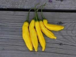 Piment aji Limo ( RARE PIMENT ABONDANT) 10g