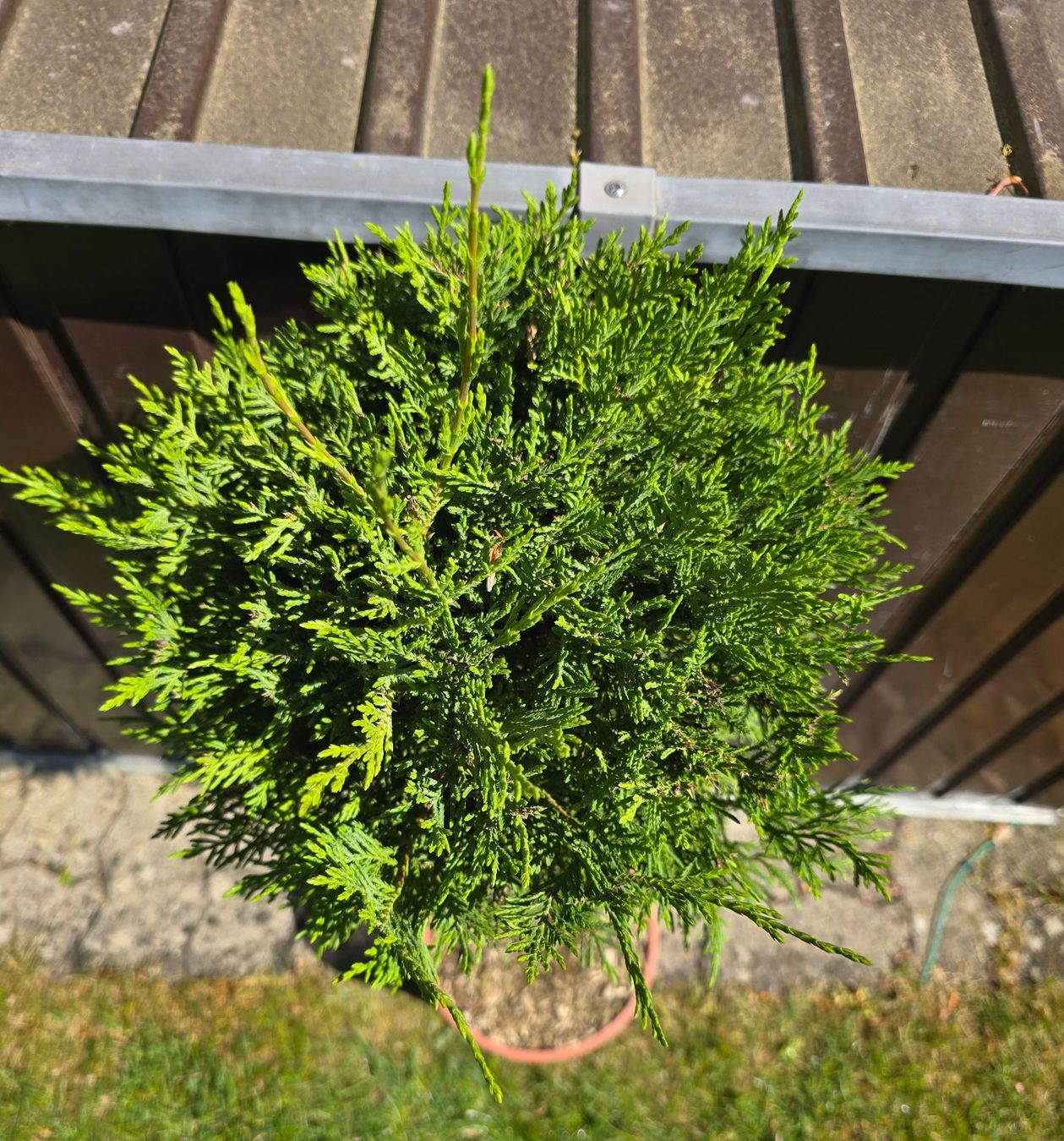 Pflanzen & Samen: Mediterranes Zypressen Stämmchen – Neu (gemäss Beschreibung) aus Aarburg von popkorn65 4