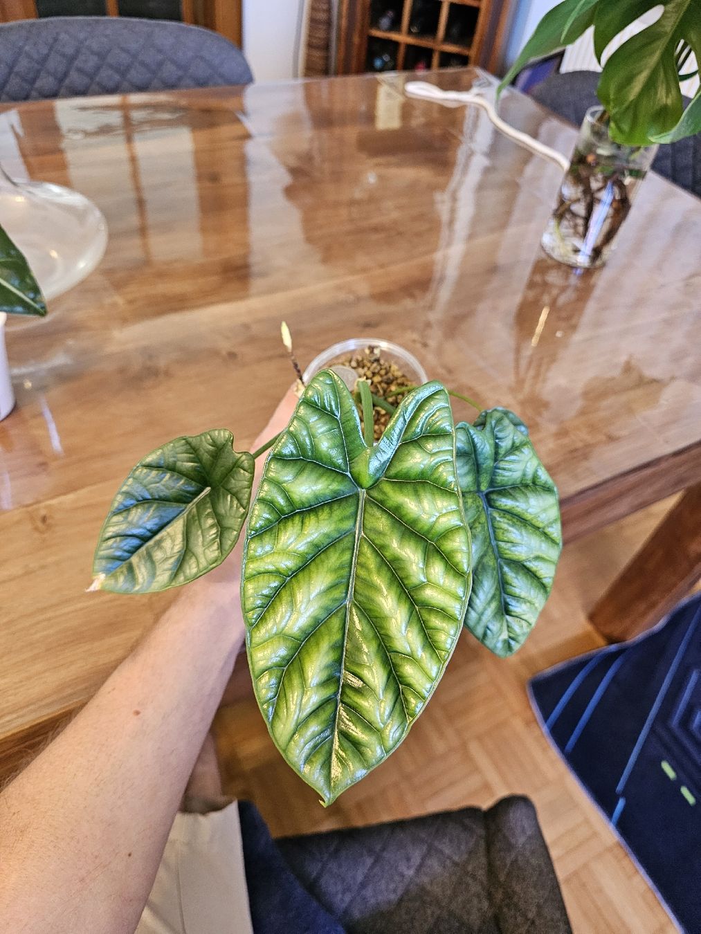 Piante & sementi: Alocasia Sinuata Quilted Dreams Rhizom 2 – Nuovo (secondo la descrizione) da Utzenstorf venduto da Dac_mk 1