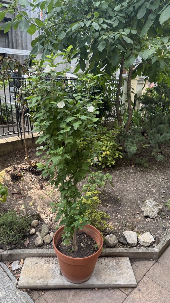 Pflanzen & Samen: Hibiskuspflanze weiß – Gebraucht aus Basel von sch_9g6x