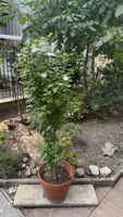 Hibiskuspflanze weiß