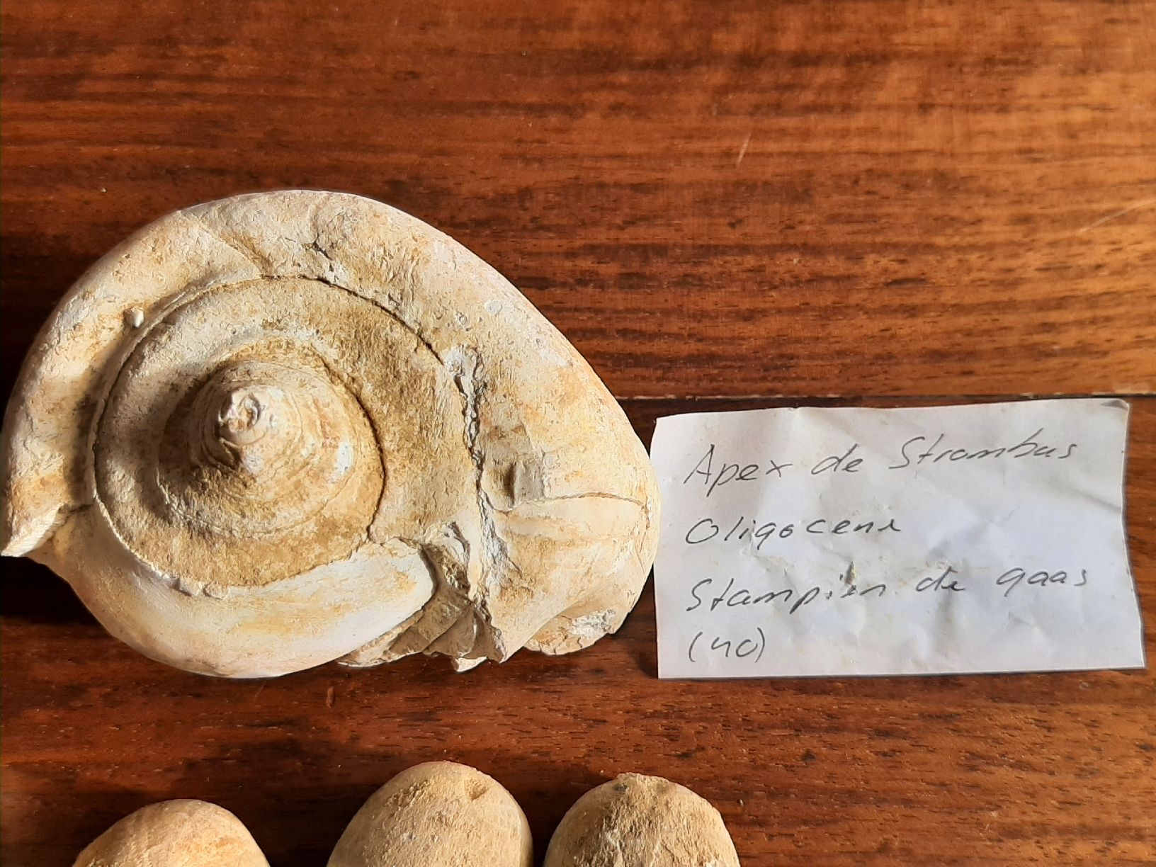 Fossili: Kleine Fossilien Sammlung – Usato da Rickenbach BL venduto da Oktober68 1